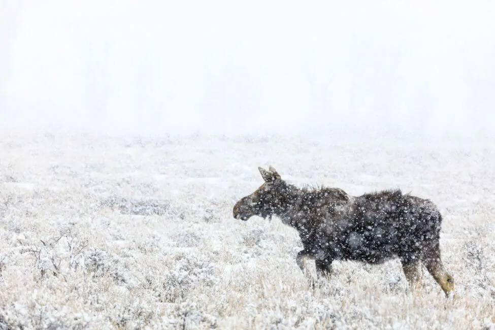 Moose in snow storm Jackson Hole
