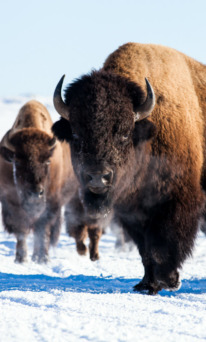 bison in Hayden Valley Yellowstone National Park winter