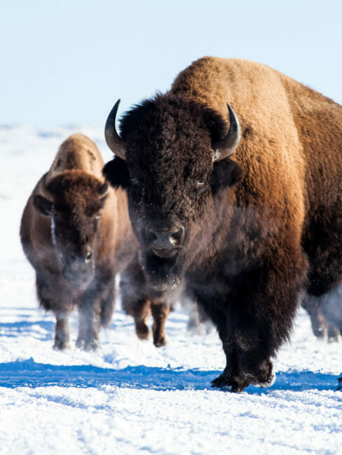 bison in Hayden Valley Yellowstone National Park winter