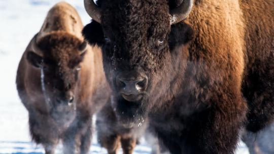 bison in Hayden Valley Yellowstone National Park winter