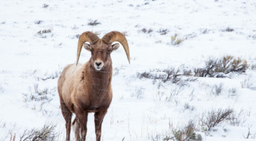 Bighorn Sheep National Elk Refuge Jackson Hole