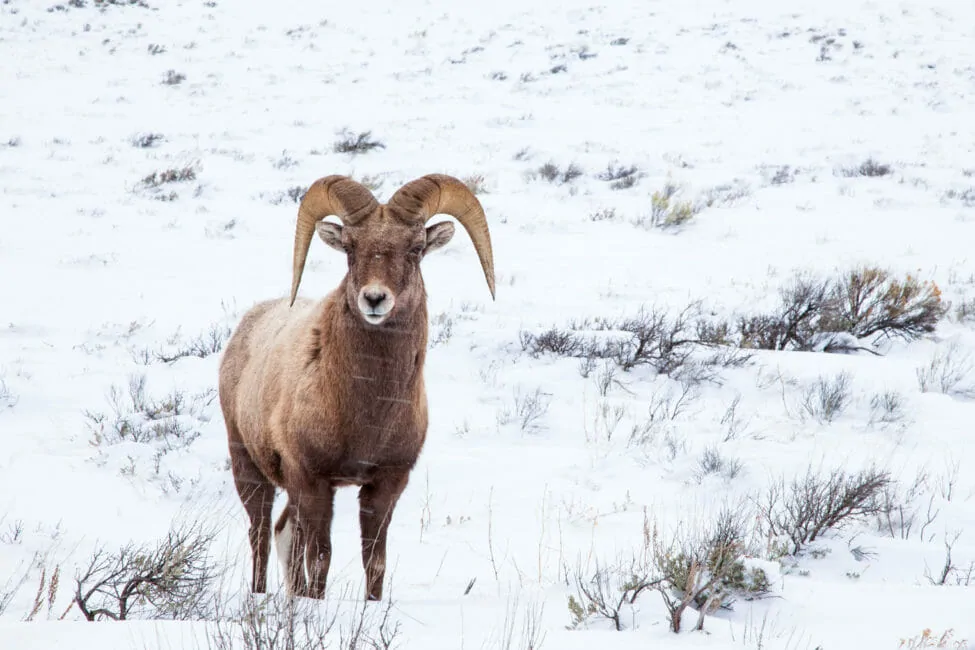 Bighorn Sheep National Elk Refuge Jackson Hole