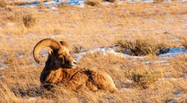 Bighorn sheep National Elk Refuge Jackson Hole