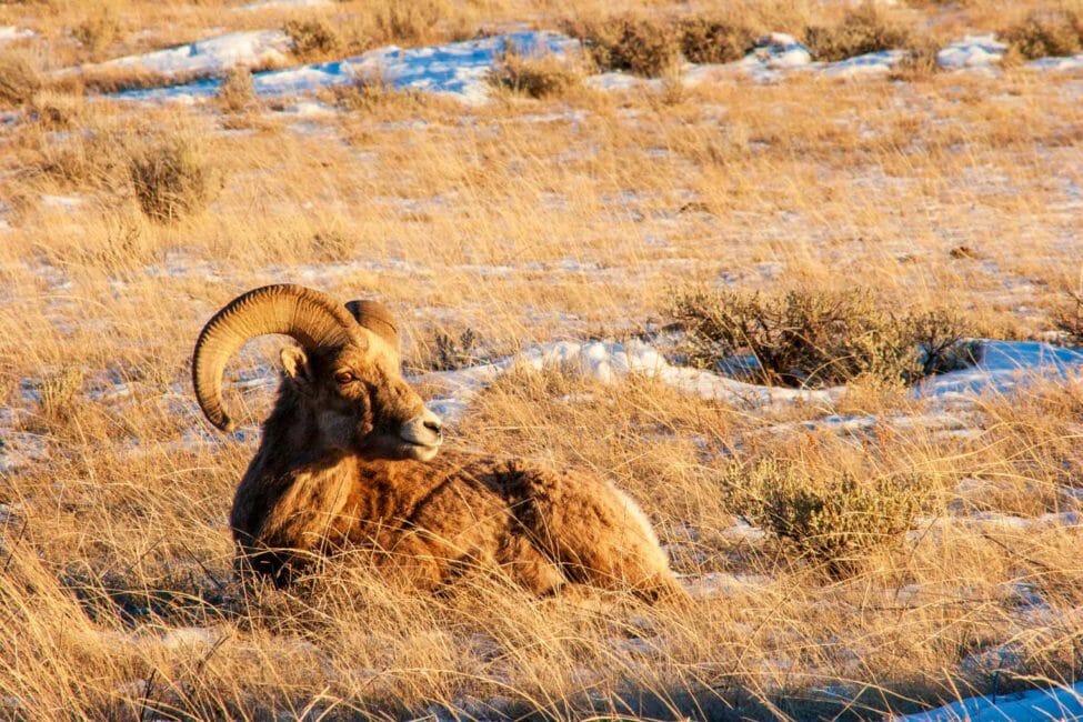 Bighorn sheep National Elk Refuge Jackson Hole