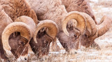 Bighorn Sheep Rams Jackson Hole