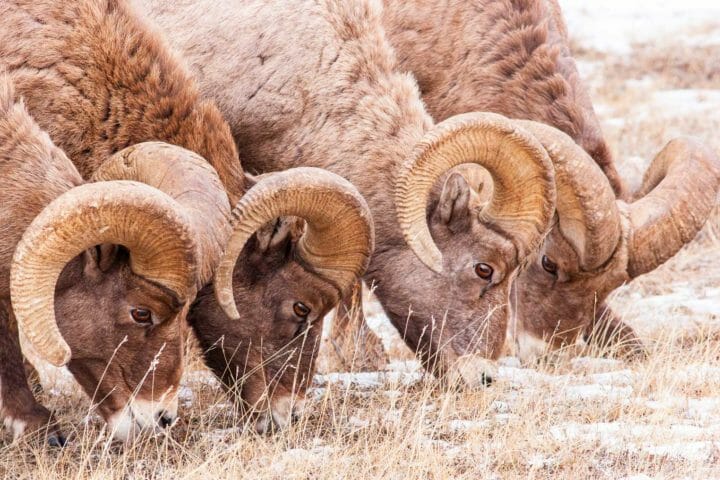 Bighorn Sheep Rams Jackson Hole
