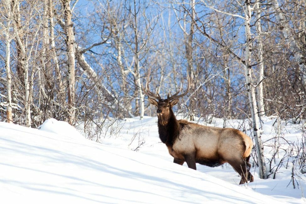 Bull elk wintering in Jackson Hole