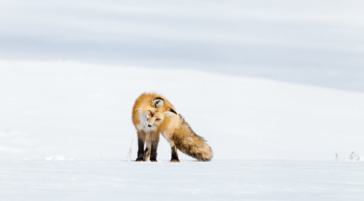 Red fox hunting in Yellowstone National Park