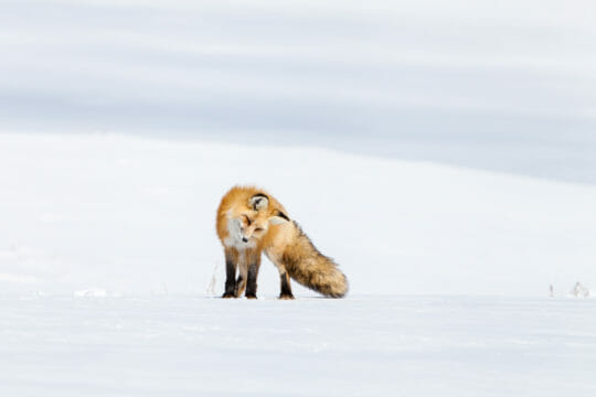 Red fox hunting in Yellowstone National Park