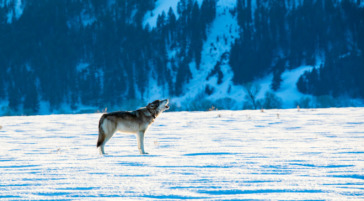 winter wolf howling at Grand Teton National Park