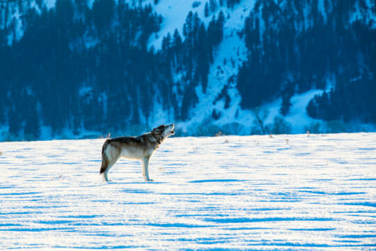 winter wolf howling at Grand Teton National Park