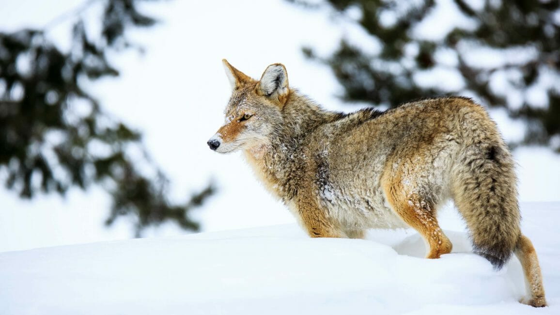 Coyote in Jackson Hole