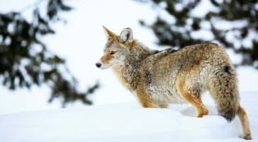 Coyote in Jackson Hole