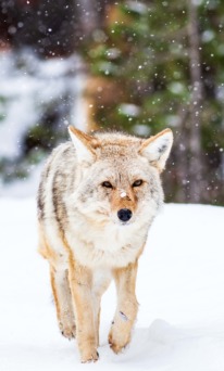 Coyote walking in Yellowstone National Park winter
