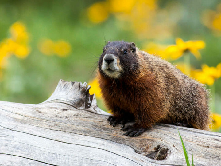 Marmot on log in Grand Teton National Park