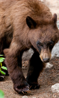 American Black Bear in Grand Teton National Park