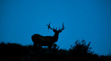 Bull Elk on ridge