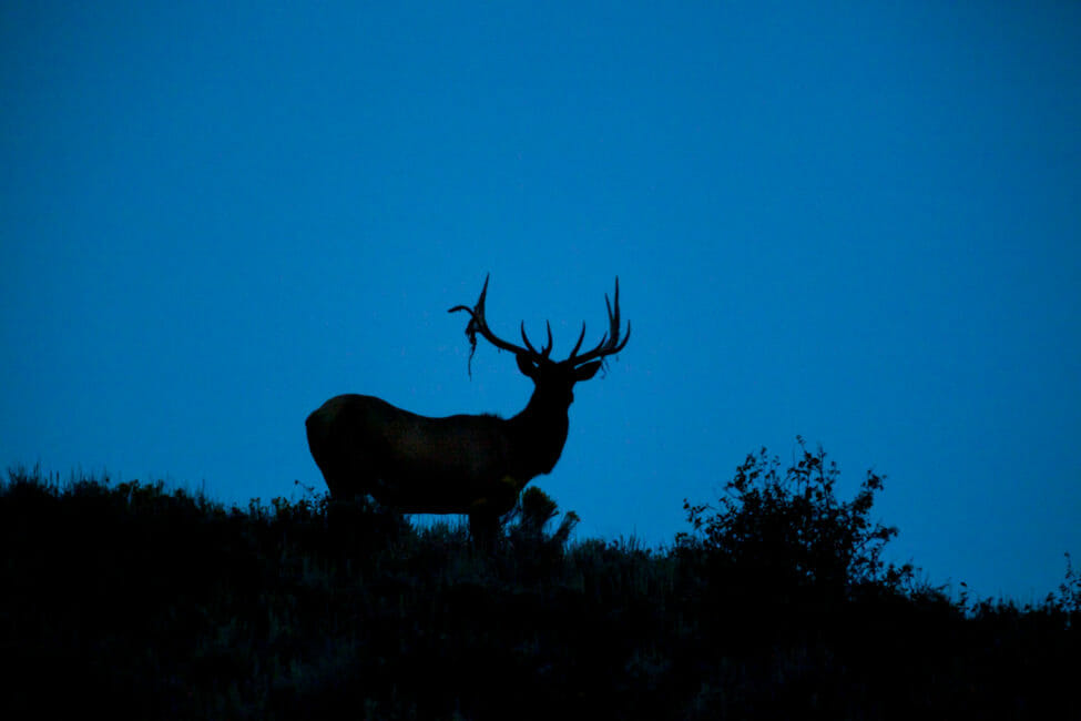 Bull Elk on ridge