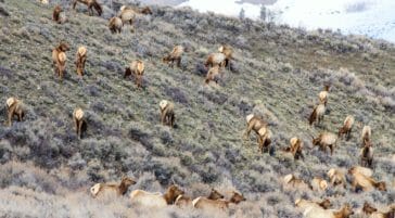 Fall elk migration in the Greater Yellowstone Ecosystem
