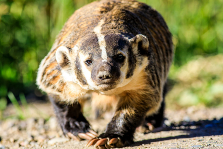 American Badger in Jackson Hole