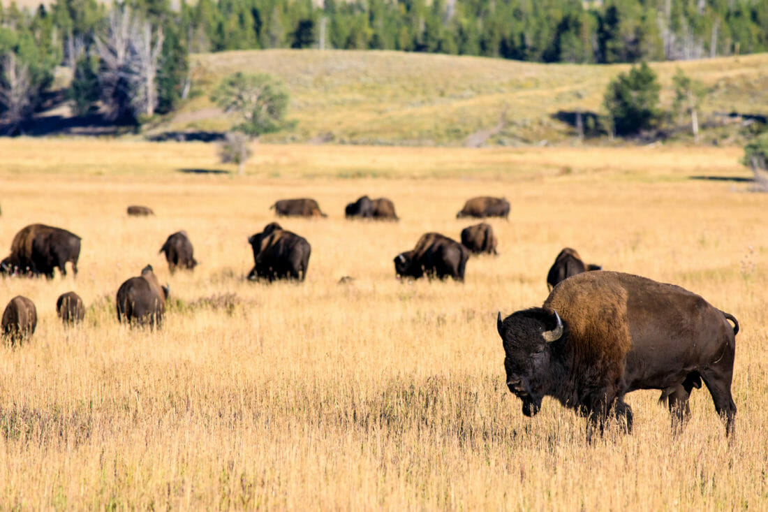 Herd of bison in Grand Teton National Park
