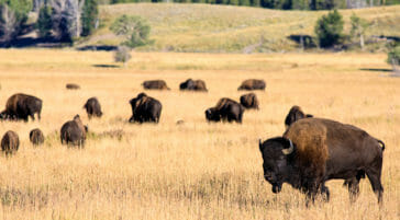 Herd of bison in Grand Teton National Park