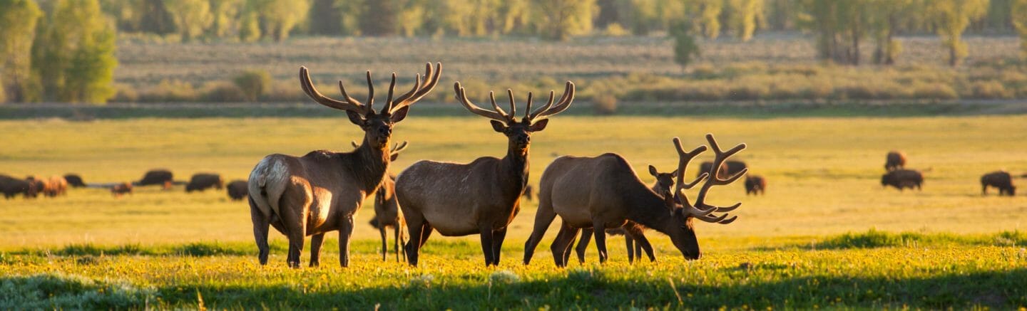 A Bachelor Herd Of Bull Elk Grazing Heavily To Help Their Antlers Grow In A Summer Scene In Grand Teton National Park