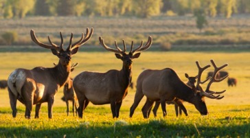 A Bachelor Herd Of Bull Elk Grazing Heavily To Help Their Antlers Grow In A Summer Scene In Grand Teton National Park