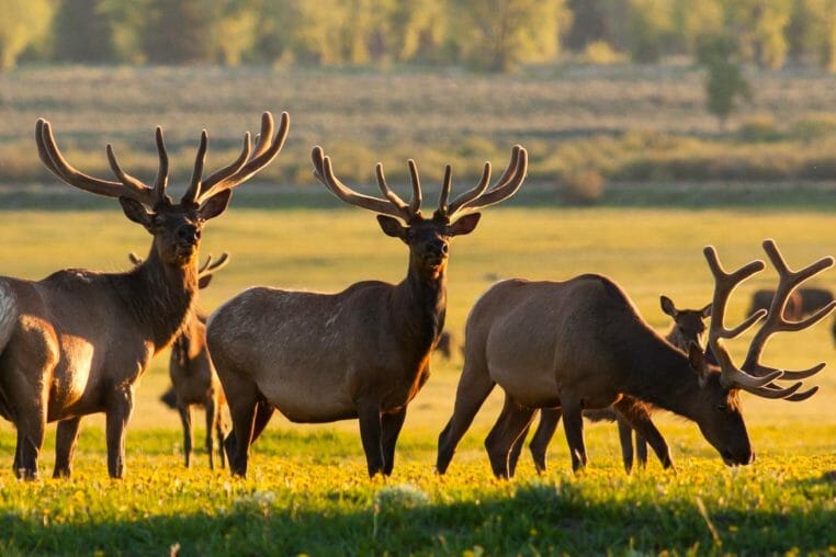 A Bachelor Herd Of Bull Elk Grazing Heavily To Help Their Antlers Grow In A Summer Scene In Grand Teton National Park