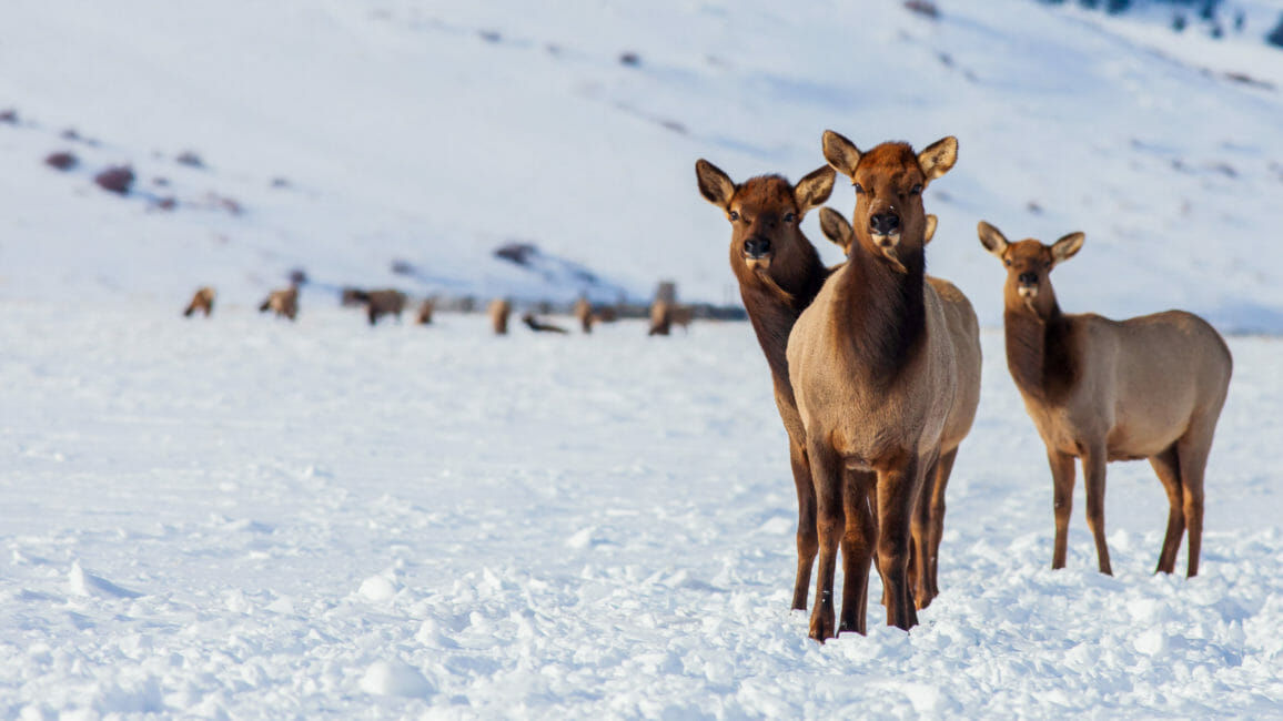 Jackson Hole Wildlife Safaris | Grand Teton & Yellowstone Tours