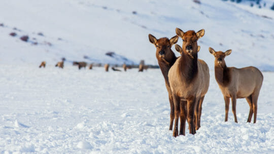 Several Elk Stare Intently At The Camer While Wintering On The National Elk Refuge In Jackson Hole