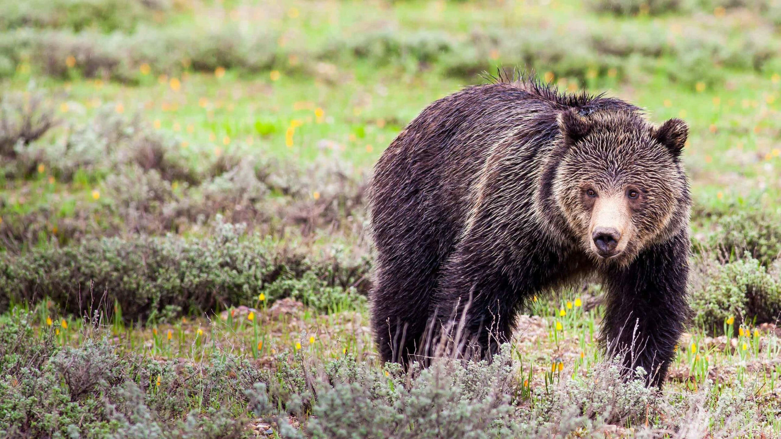 How Far Away Can A Grizzly Bear Smell