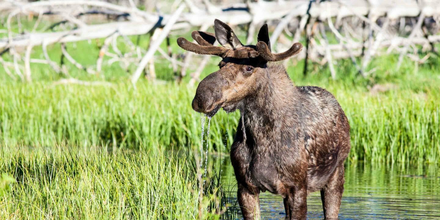 A Bull Moose Pauses His Forage Of Underwater Plants To Survey A Swamp In Grand Teton National Park