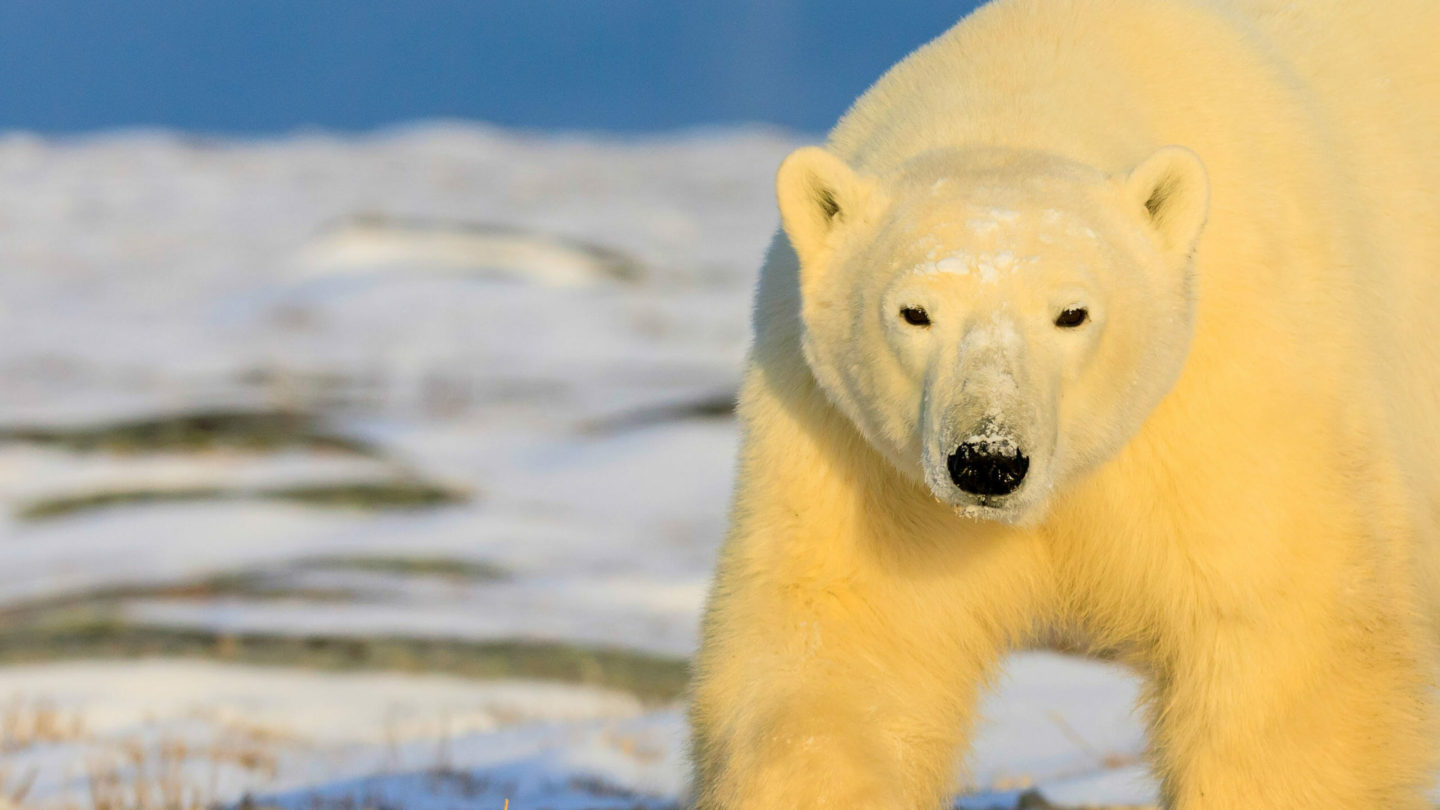 close up photo of polar bear in Churchill Manitoba