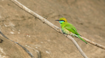 A Green Bee-Eater Bird Perches On A Branch