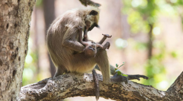 A Grey Langur Monkey Sits On A Branch While Holding Its Baby