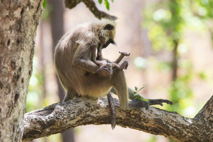 A Grey Langur Monkey Sits On A Branch While Holding Its Baby