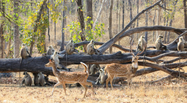 Chital Deer and Grey Langur Monkeys Gather At A Fallen Tree In The Madhya Pradesh Wilderness
