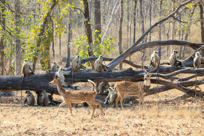 Chital Deer and Grey Langur Monkeys Gather At A Fallen Tree In The Madhya Pradesh Wilderness
