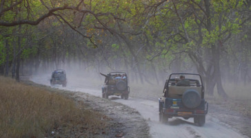 Safari Jeeps Make Their Way Through The Jungle In Madhya Pradesh