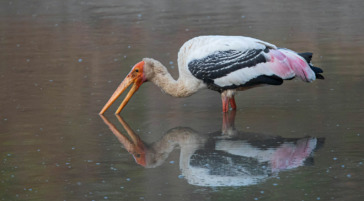 A Painted Stork Takes A Quick Drink While Wading In The Water
