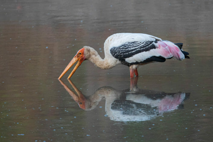 A Painted Stork Takes A Quick Drink While Wading In The Water