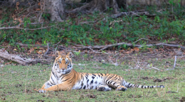 tiger laying on the grass