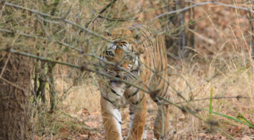tiger walking through the woods