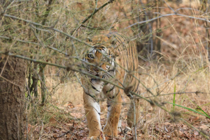tiger walking through the woods