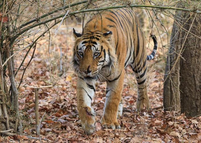 A Tiger With A Scarred Nose Stalks Through A Forest In Northern India
