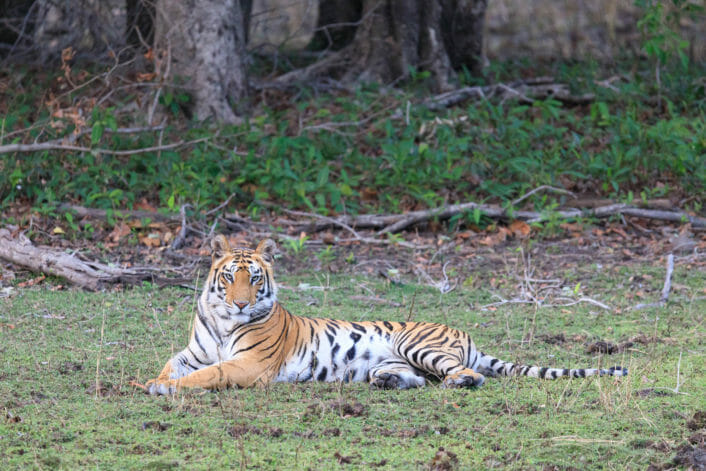 tiger laying on the grass