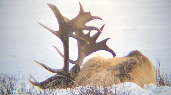 A Unique Bull Elk With Palmated Antlers Is Spotted Grazing In The Winter In The National Elk Refuge