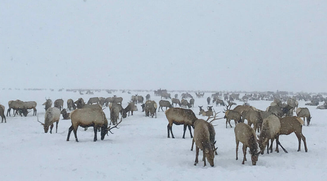 An Elk Herd Attempts To Forage During A Snowstorm In The National Elk Refuge