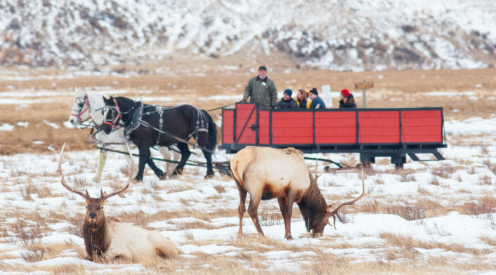 Two Bull Elk Are Viewed From The Bar-T-5's Horse Drawn Sleigh In the National Elk Refuge Near Jackson